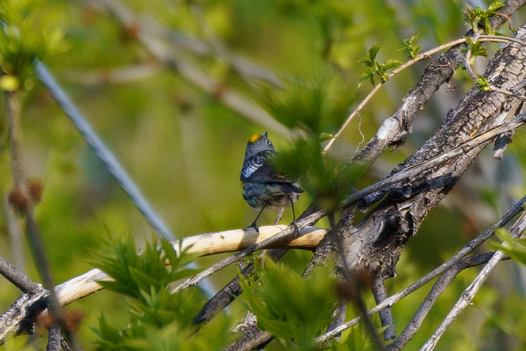 Yellow-rumped Warbler (Audubon's) - Conor Tompkins