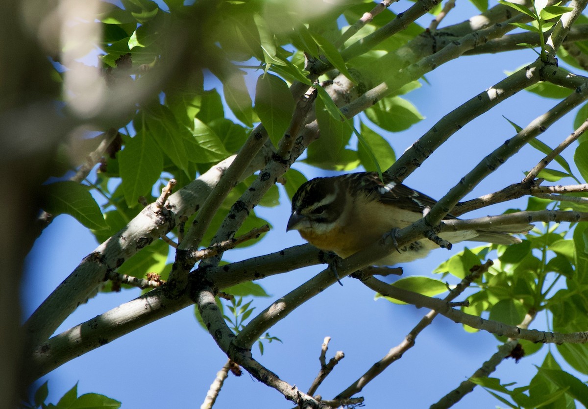 Black-headed Grosbeak - John Arthur