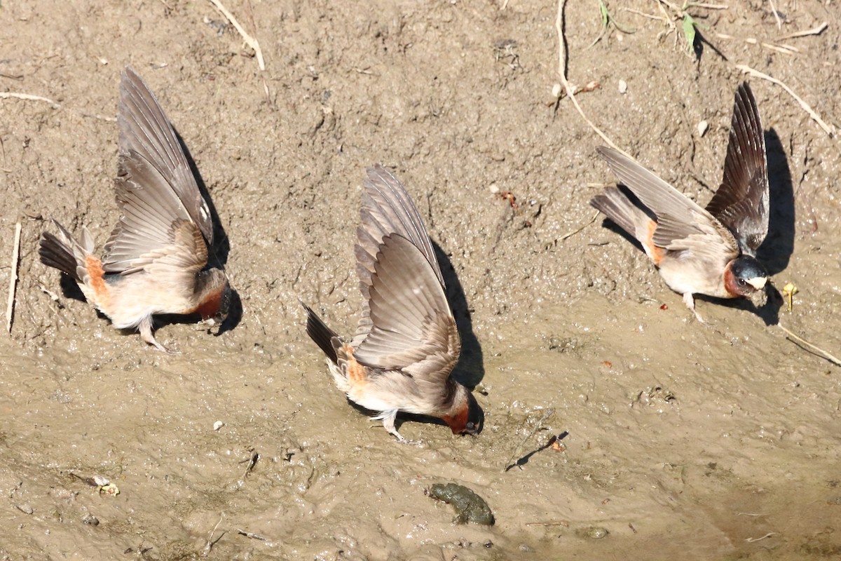 Cliff Swallow - Kevin Lamb