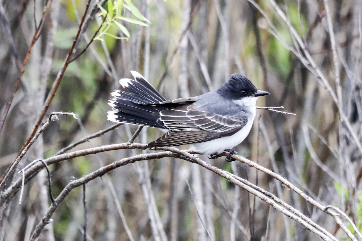 Eastern Kingbird - Jill Bell