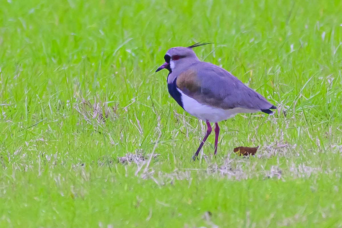 Southern Lapwing - Amed Hernández