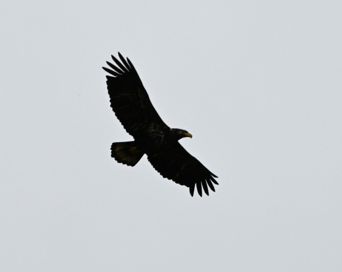 Bald Eagle - Ralph Erickson