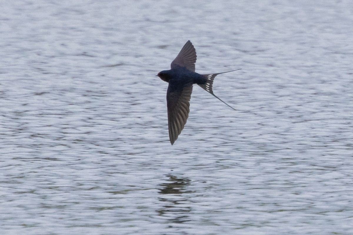 Barn Swallow - Jon White