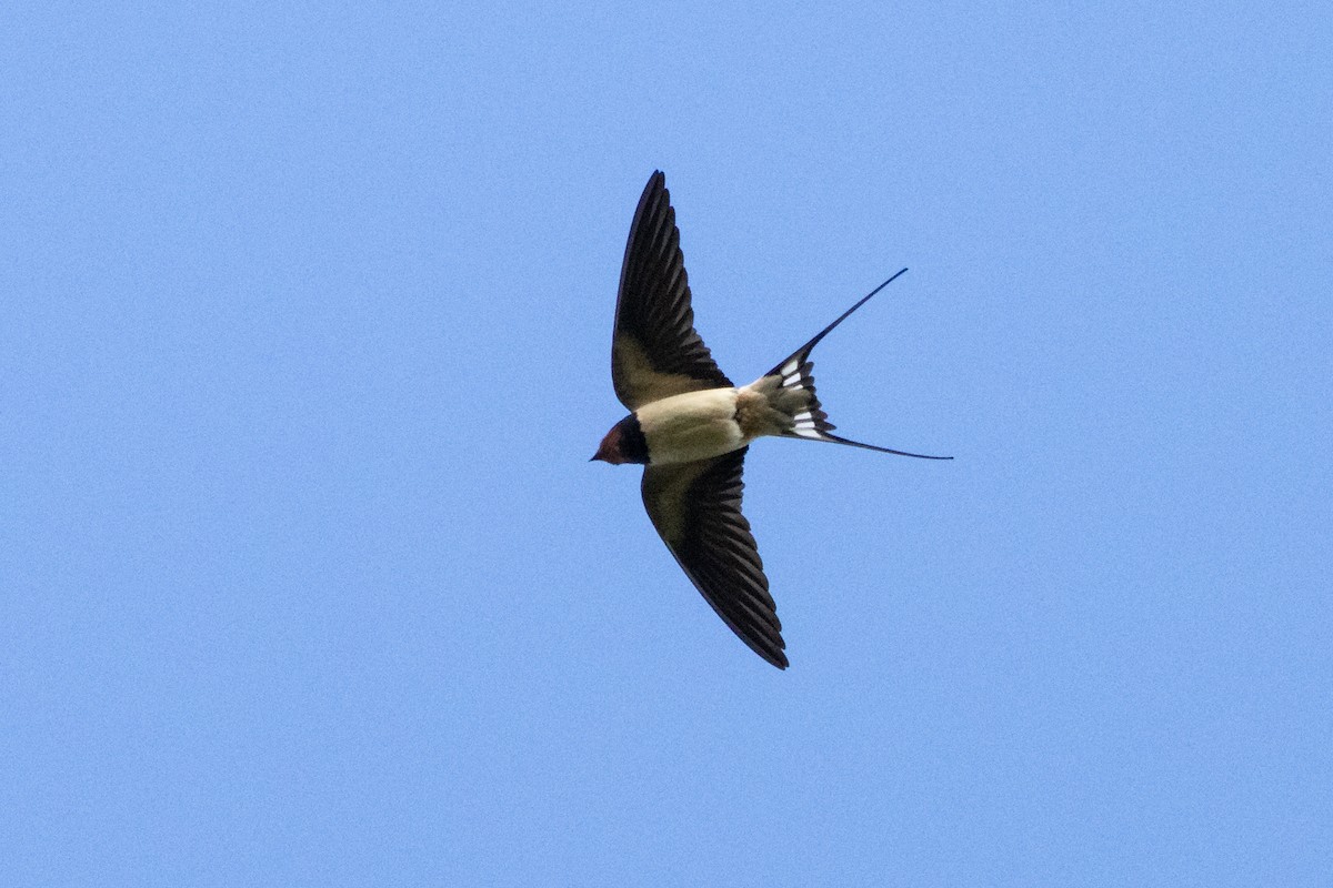 Barn Swallow - Jon White