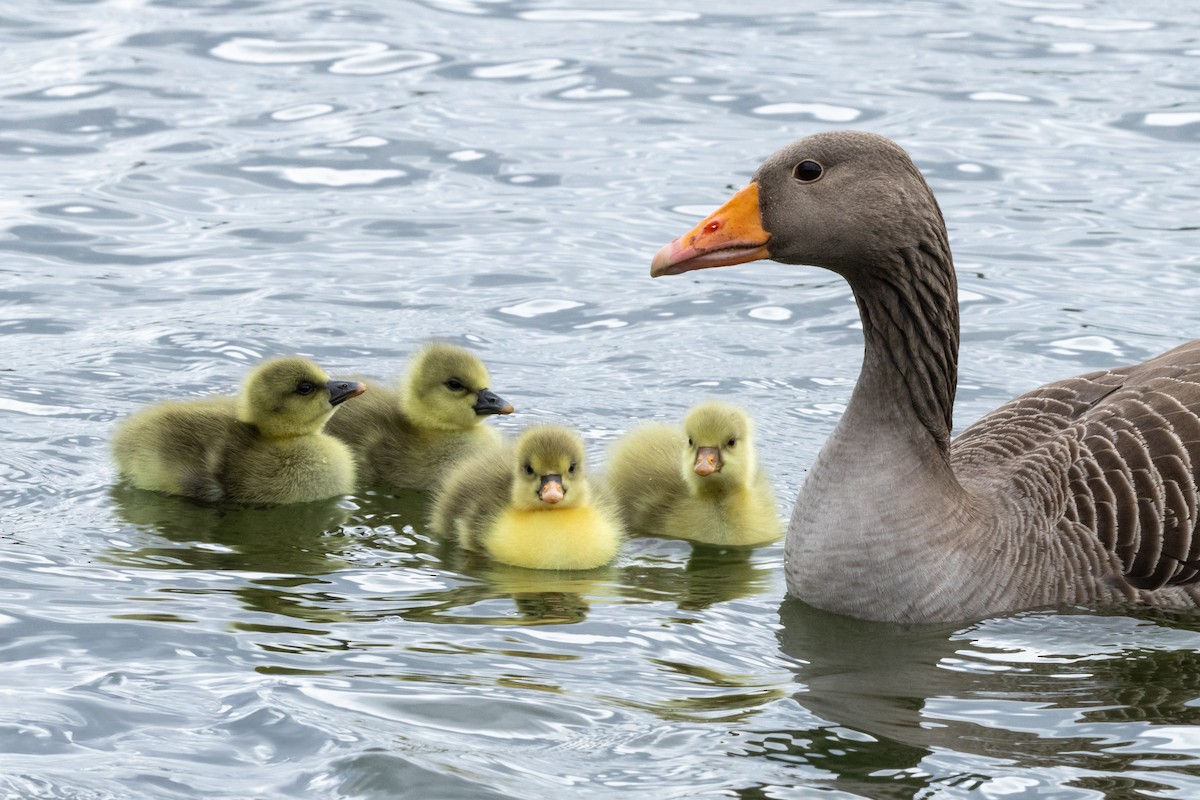 Graylag Goose - Jon White