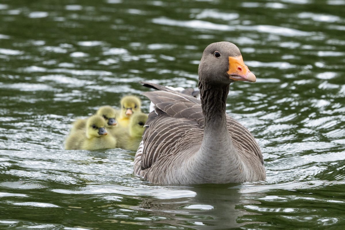 Graylag Goose - Jon White