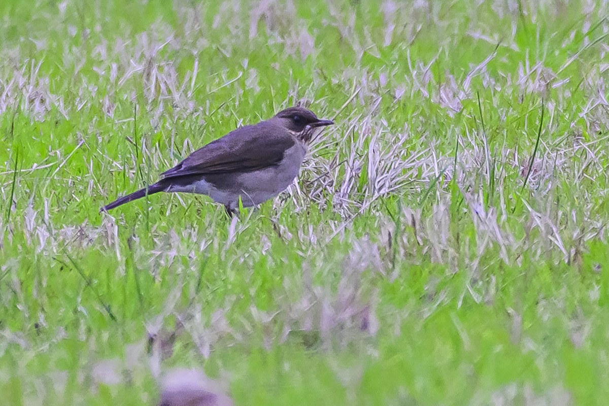 Creamy-bellied Thrush - Amed Hernández