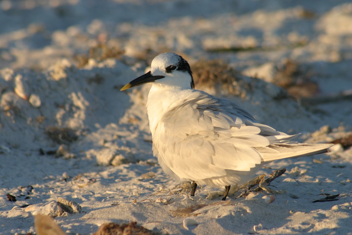 Sandwich Tern - Sylvie Vanier🦩