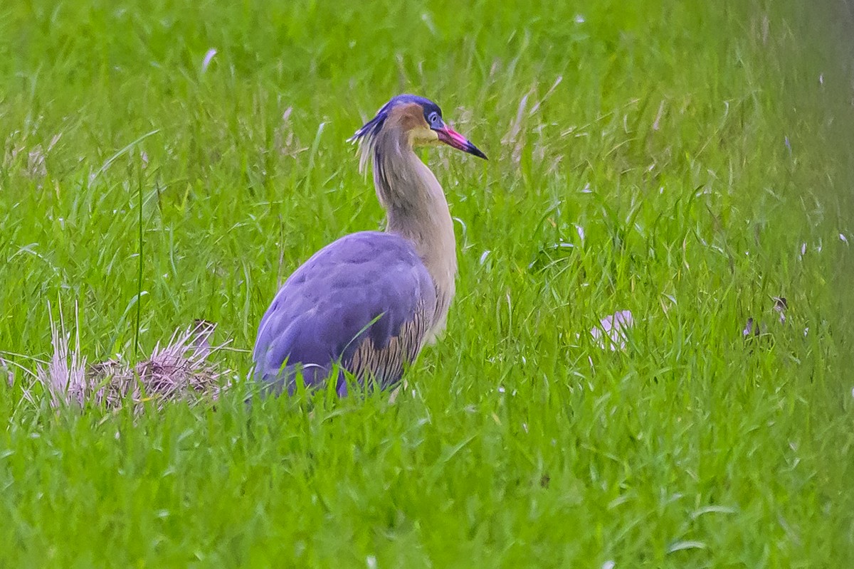 Whistling Heron - Amed Hernández