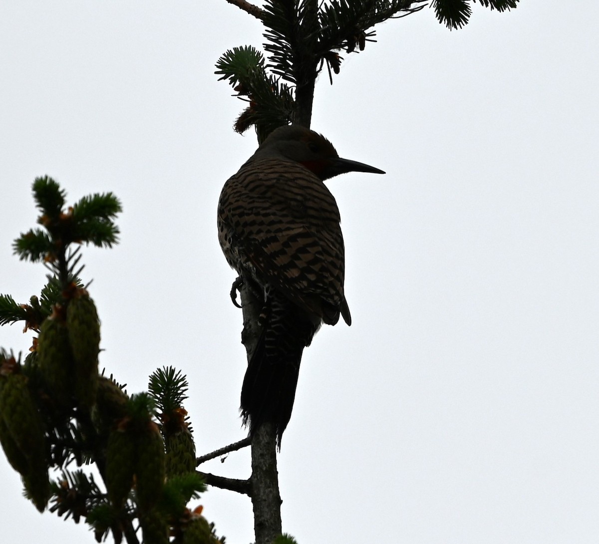 Northern Flicker - Ralph Erickson