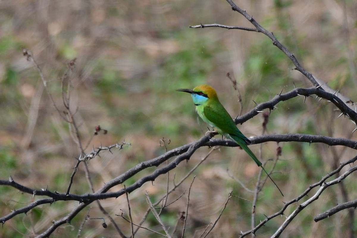 Asian Green Bee-eater - Sathish Ramamoorthy