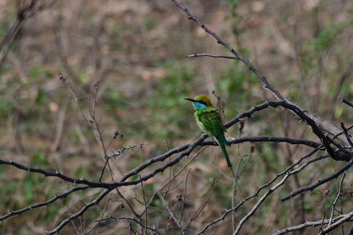 Asian Green Bee-eater - Sathish Ramamoorthy