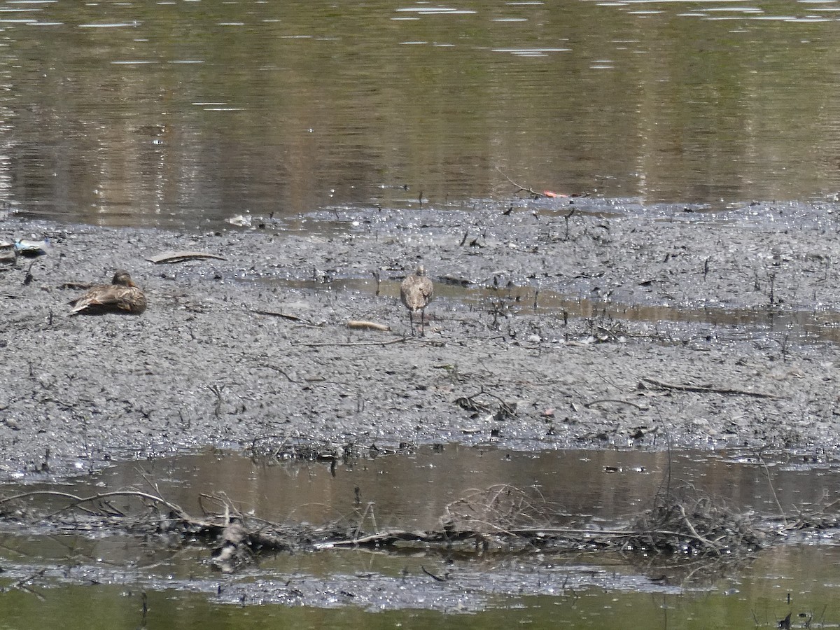 Whimbrel - J Joseph