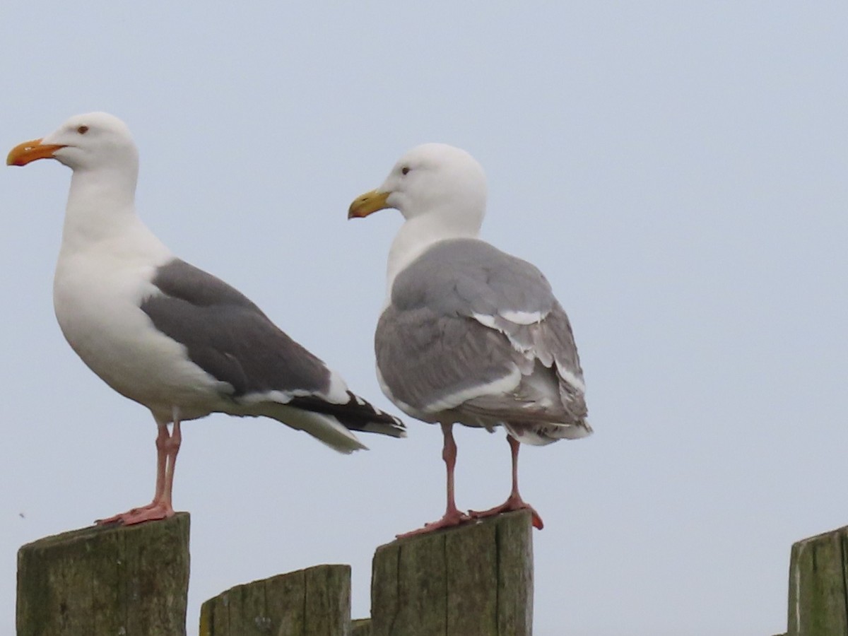 Glaucous-winged Gull - Joan Baker