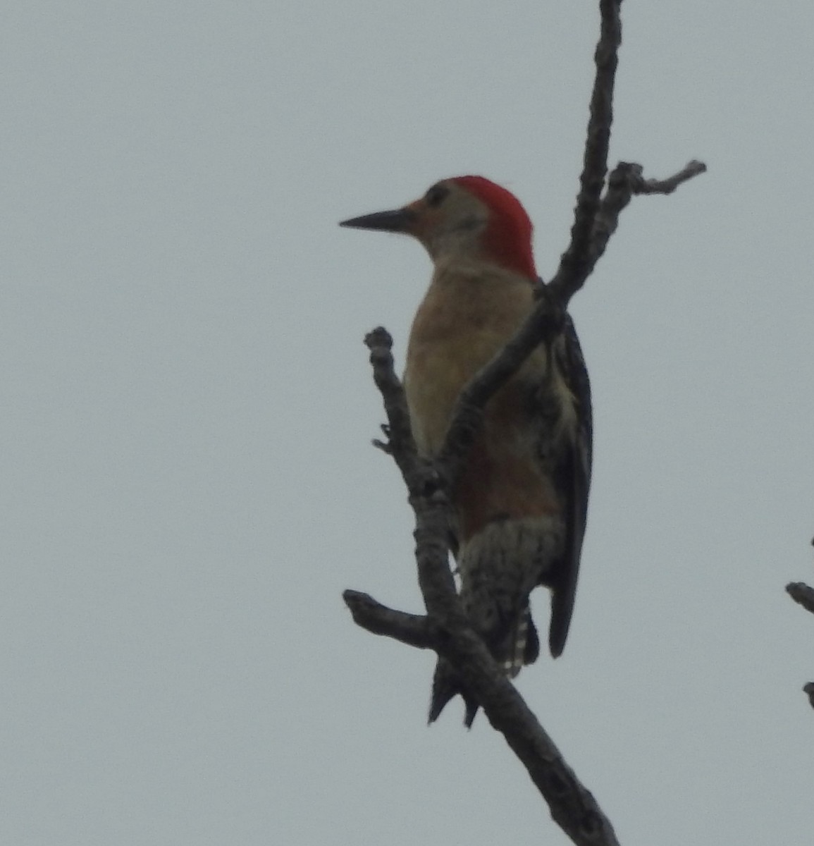 Red-bellied Woodpecker - Pamela Goolsby