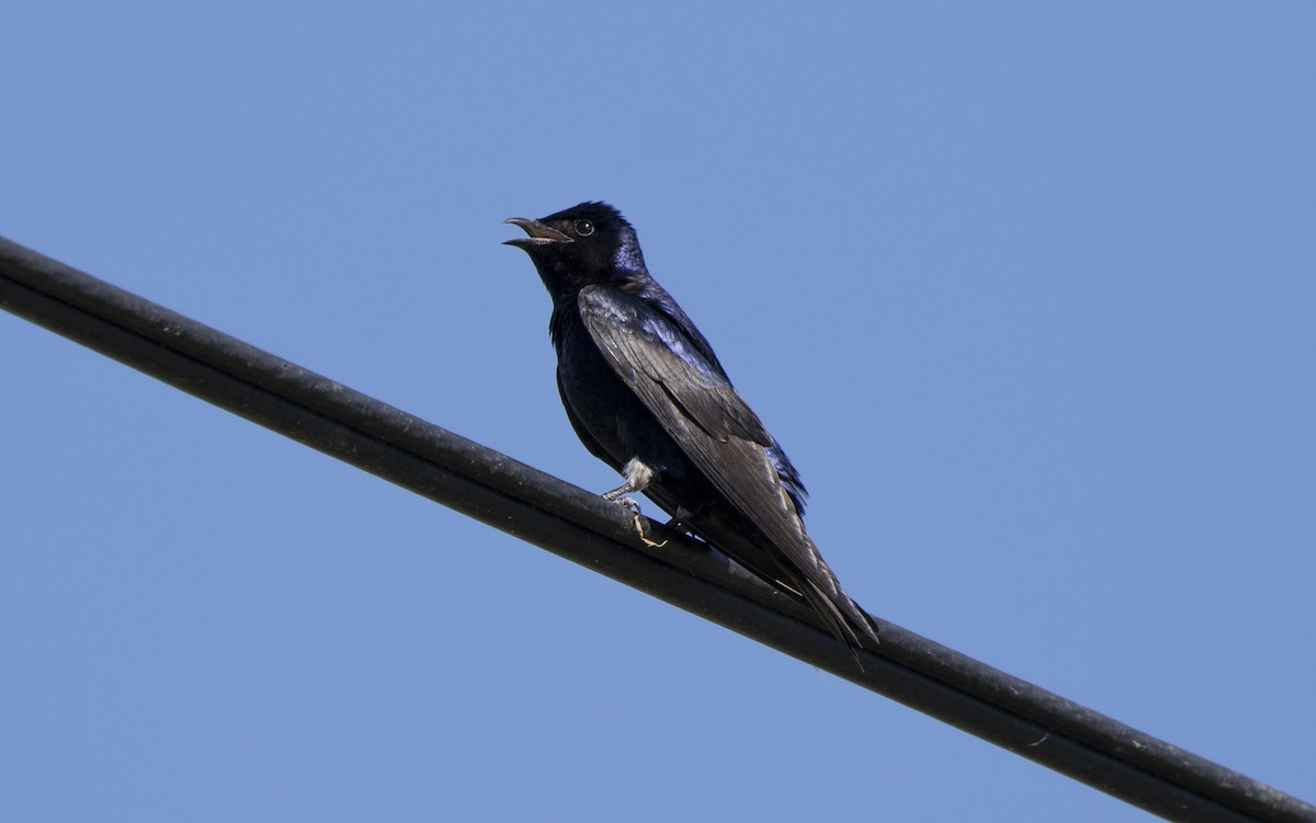 Purple Martin - Matthew Heintzelman