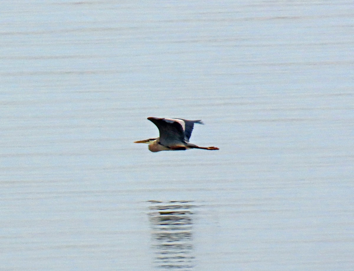 Great Blue Heron - JoAnn Potter Riggle 🦤