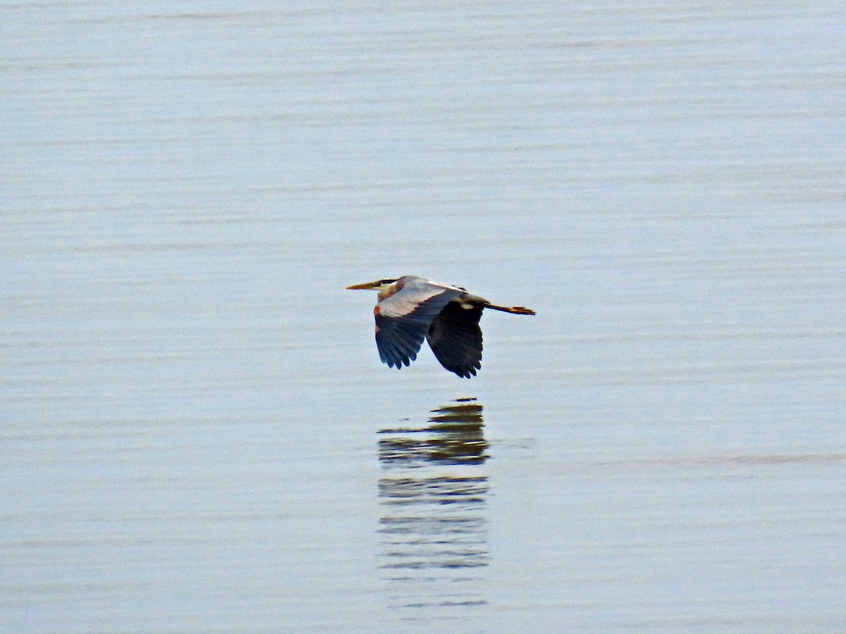 Great Blue Heron - JoAnn Potter Riggle 🦤