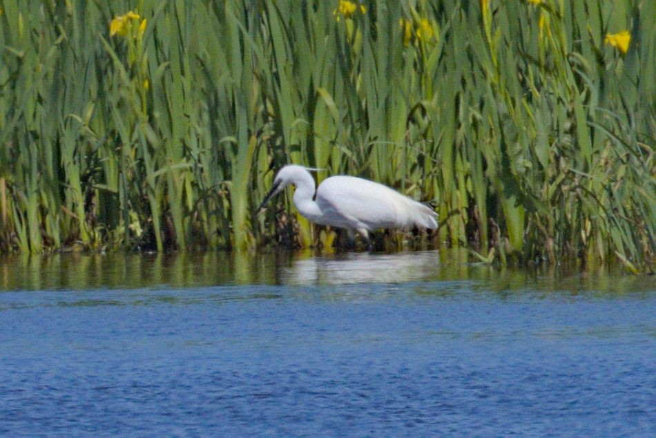 Little Egret - Philip Steinhoff