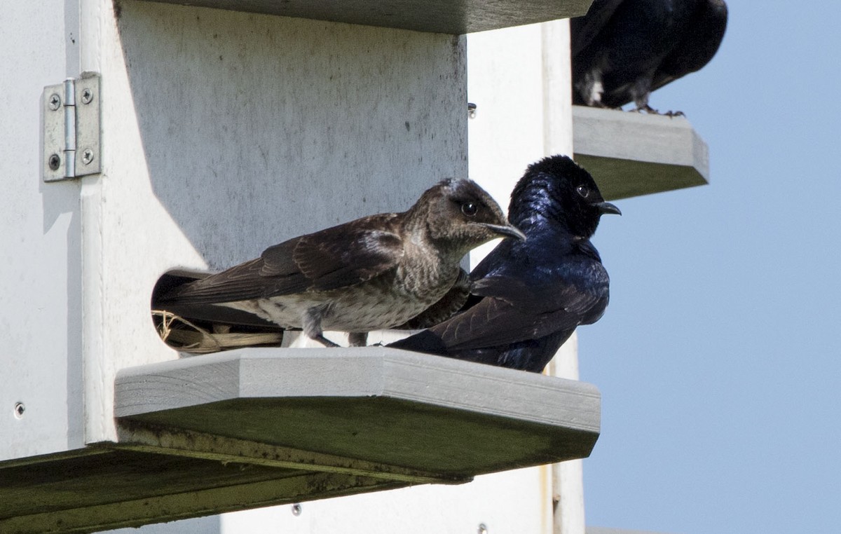 Purple Martin - Matthew Heintzelman