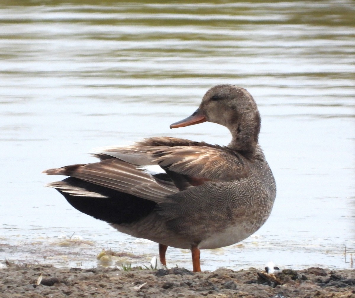 Gadwall - Lynn Scarlett