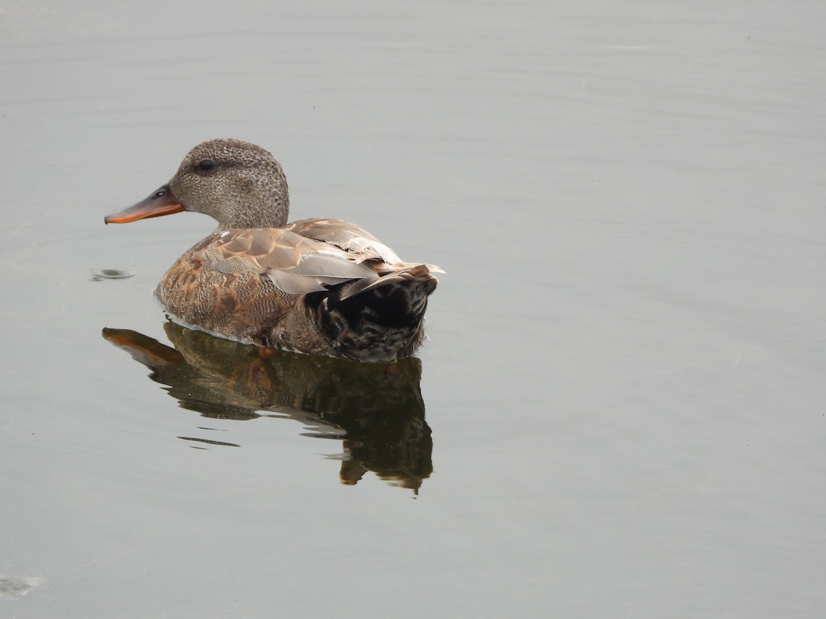 Gadwall - Lynn Scarlett