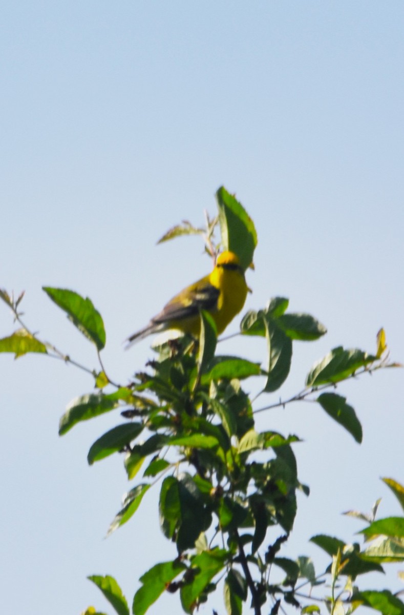 Blue-winged Warbler - Old Sam Peabody