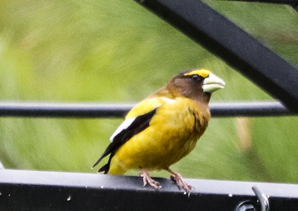 Evening Grosbeak - Jill Bell