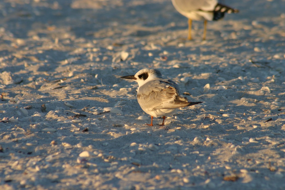 Forster's Tern - Sylvie Vanier🦩