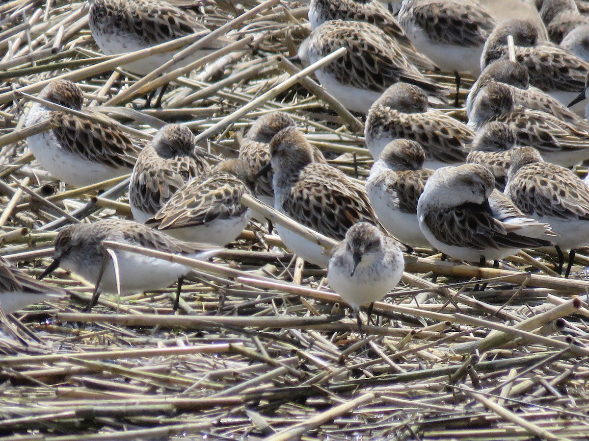 Semipalmated Sandpiper - Christine W.