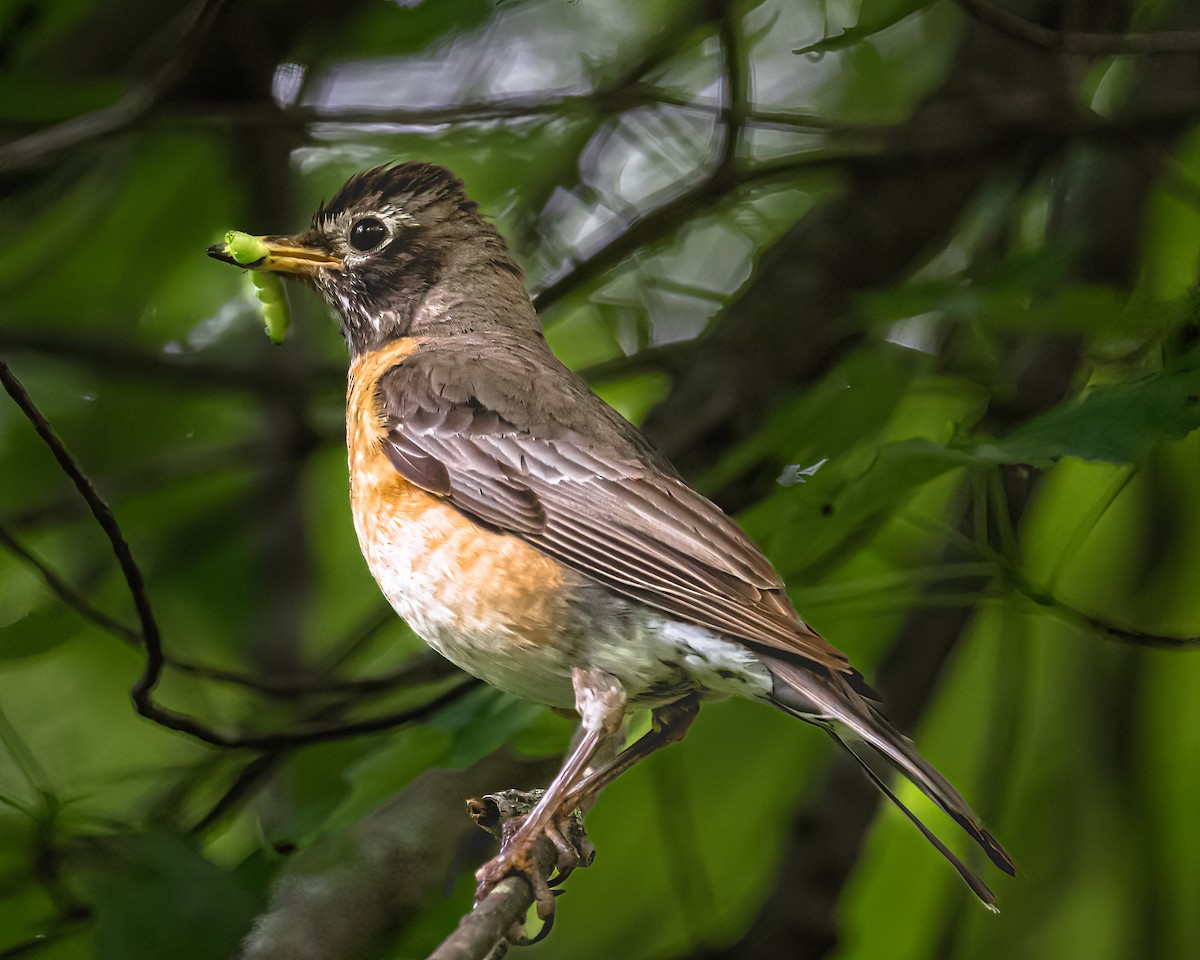 American Robin - Mark Singer