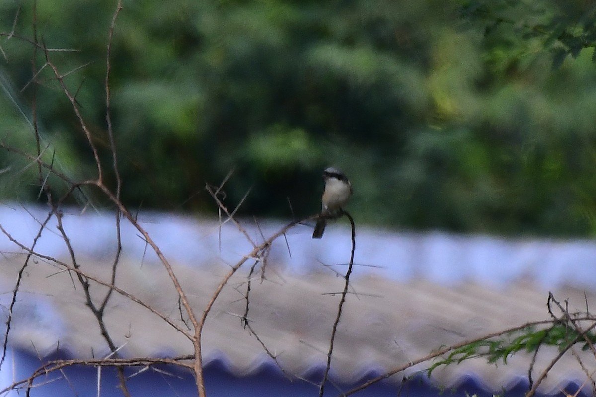 Bay-backed Shrike - Sathish Ramamoorthy