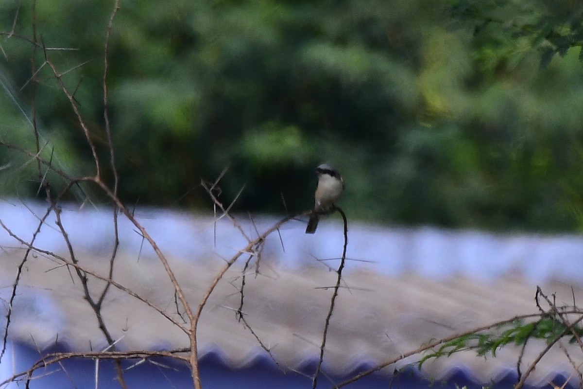 Bay-backed Shrike - ML619538942