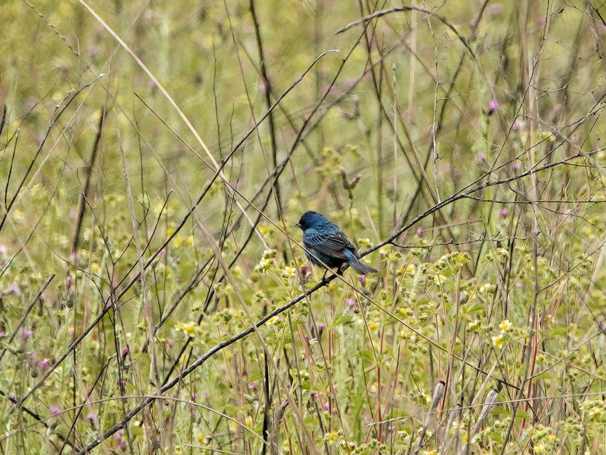 Indigo Bunting - Sue Foster