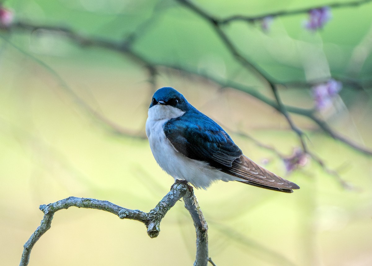 Tree Swallow - Dori Eldridge