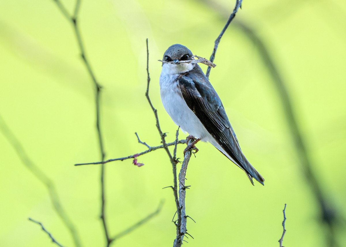 Tree Swallow - Dori Eldridge