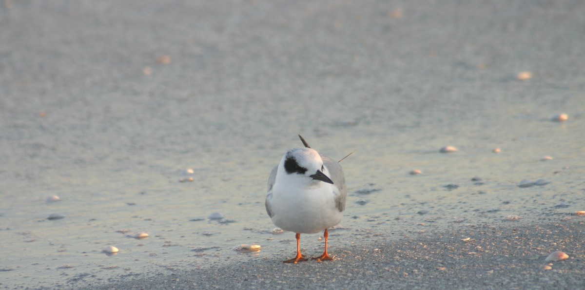 Forster's Tern - Sylvie Vanier🦩