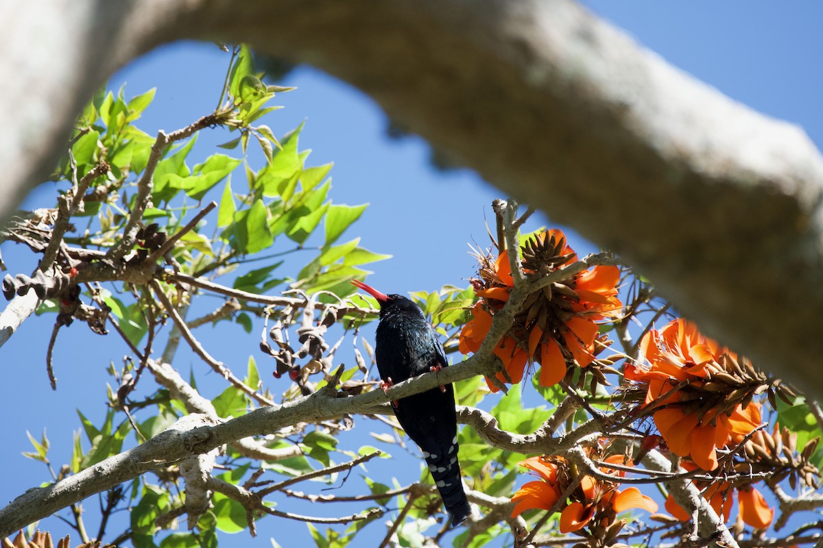 Green Woodhoopoe - ML619538955