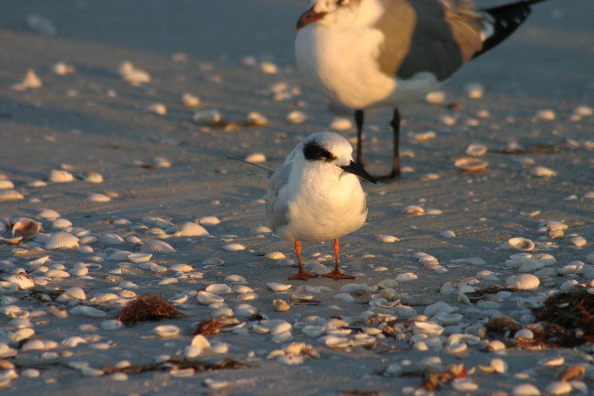 Forster's Tern - Sylvie Vanier🦩