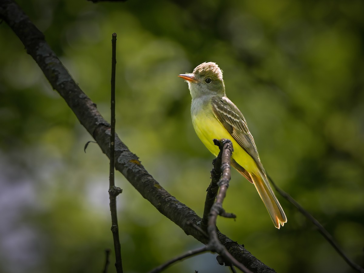 Great Crested Flycatcher - Myron Peterson