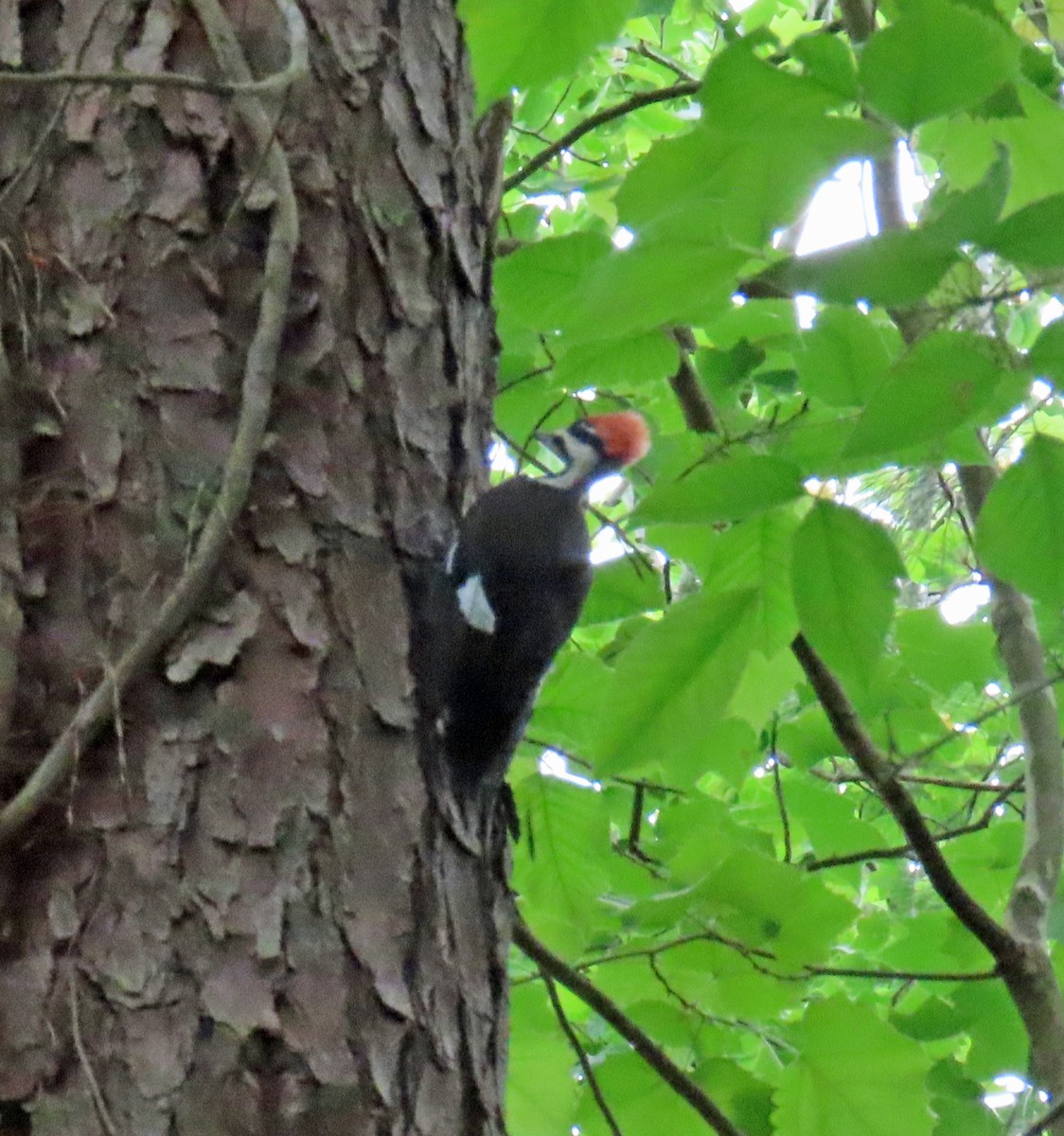 Pileated Woodpecker - JoAnn Potter Riggle 🦤