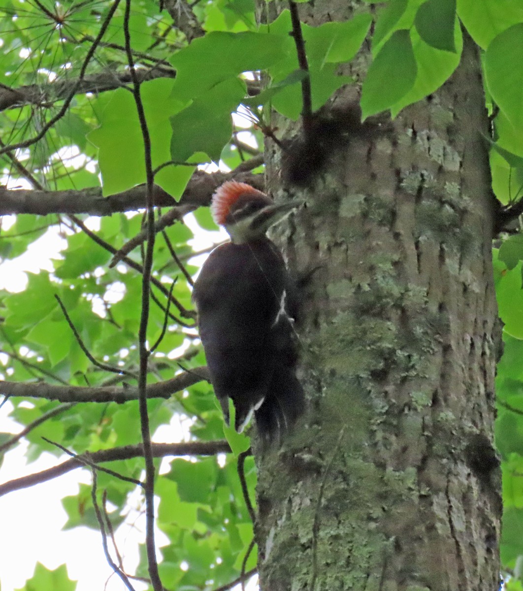 Pileated Woodpecker - JoAnn Potter Riggle 🦤