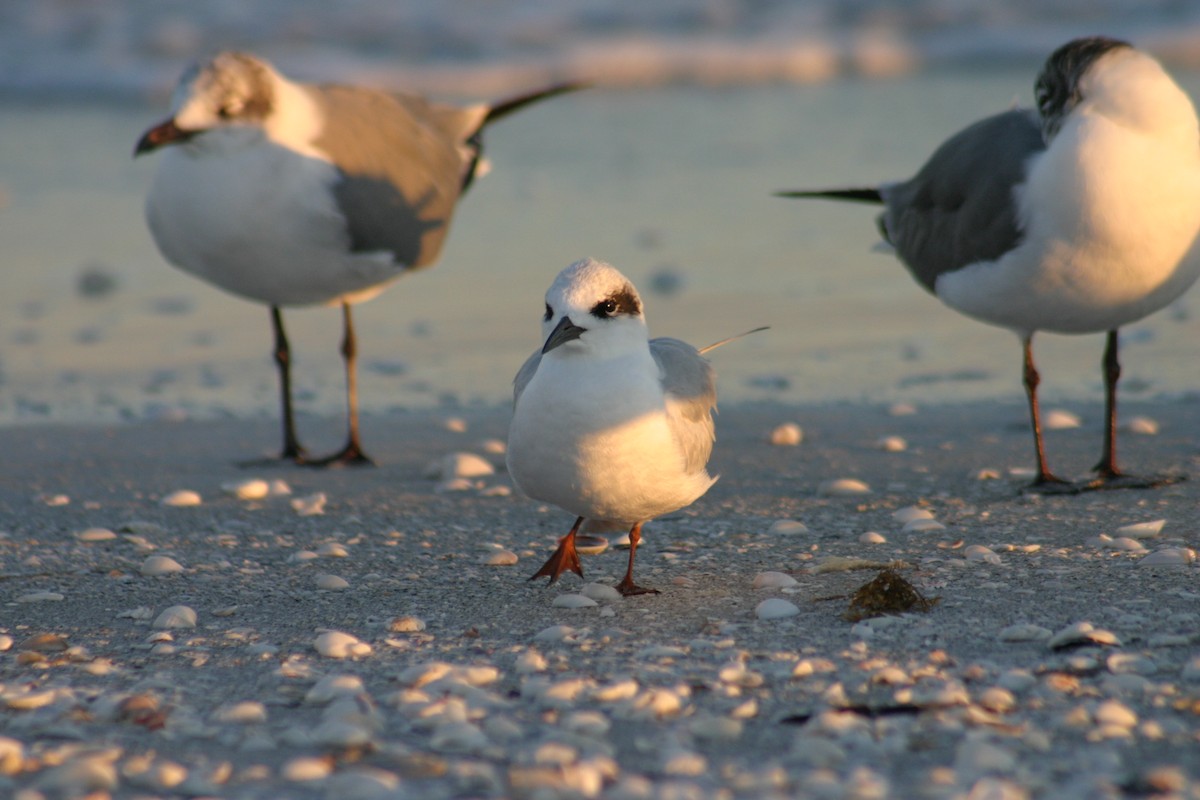 Forster's Tern - Sylvie Vanier🦩