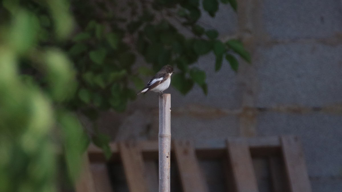 European Pied Flycatcher - Jakub Nikiel