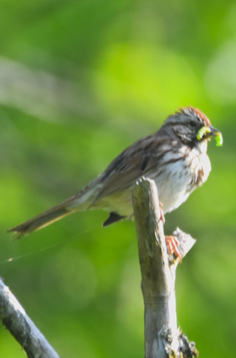 Song Sparrow - Old Sam Peabody