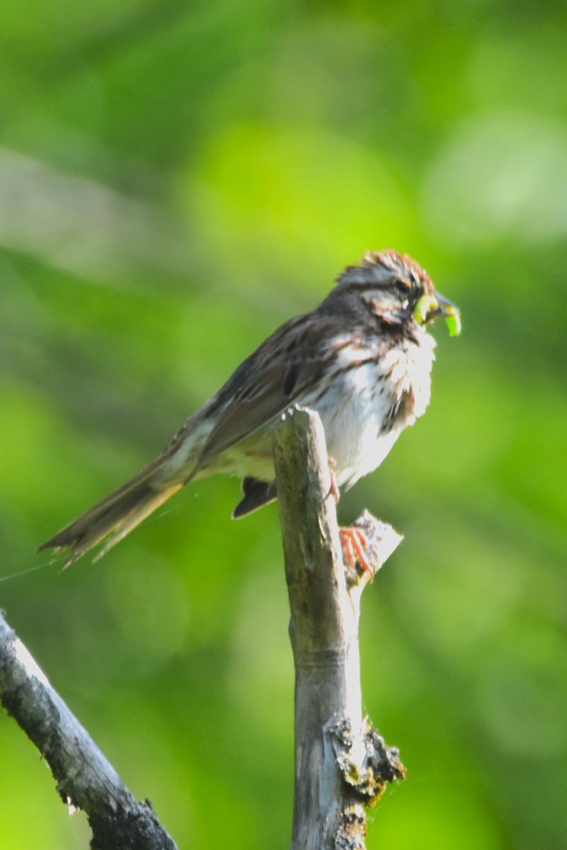 Song Sparrow - Old Sam Peabody