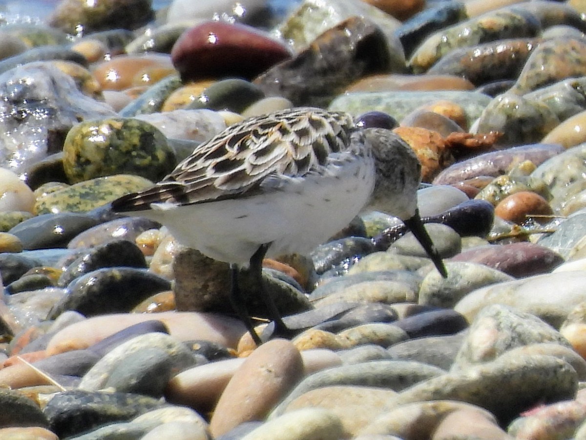 Semipalmated Sandpiper - Lisa Schibley