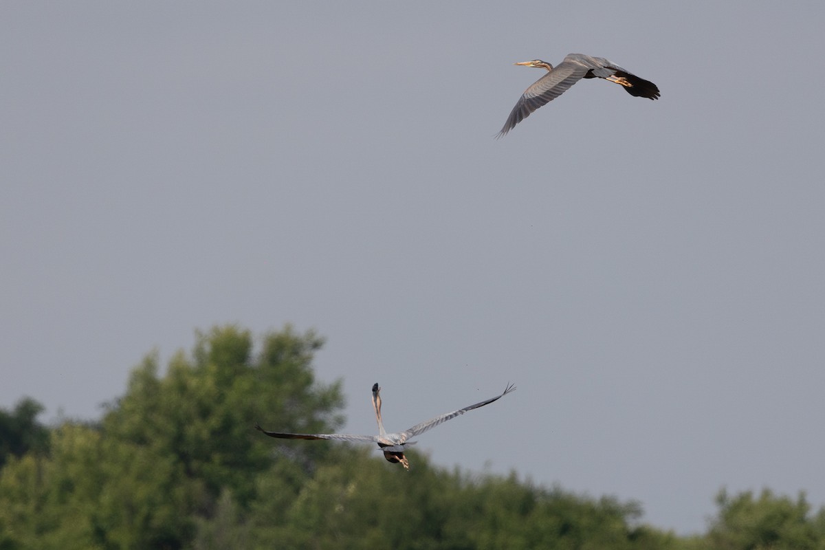 Purple Heron - Honza Grünwald