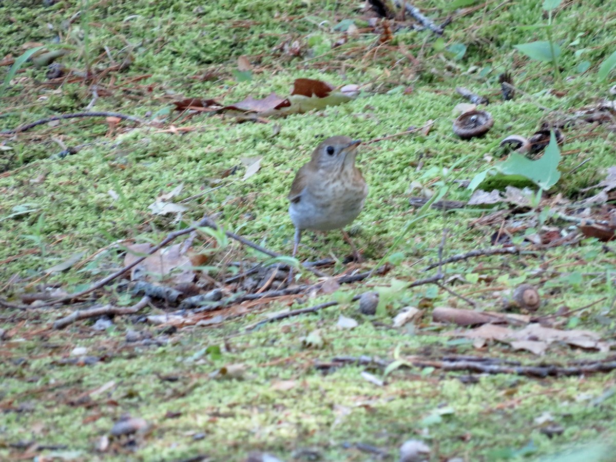 Veery - scott baldinger