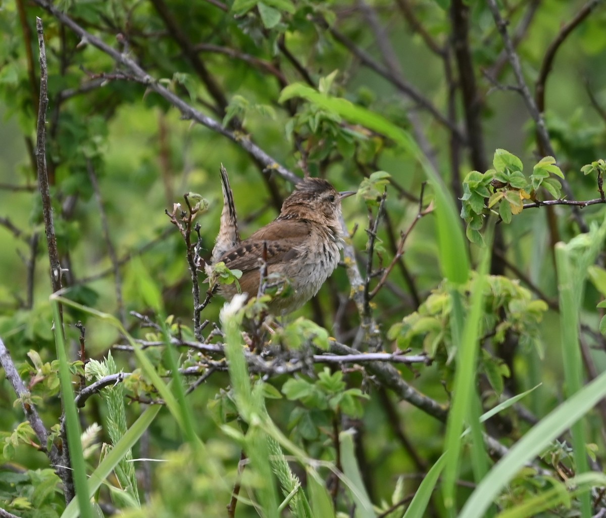 Marsh Wren - Ralph Erickson